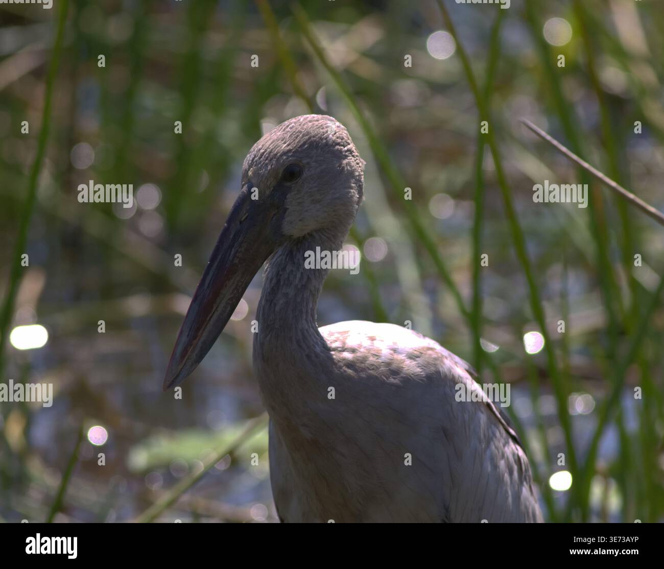 Une cigogne asiatique sauvage à bec ouvert (Anastomus oscitans) se tenant sur la végétation au-dessus d'une zone humide, montrant la posture du corps entier et le contexte de l'habitat naturel. Banque D'Images