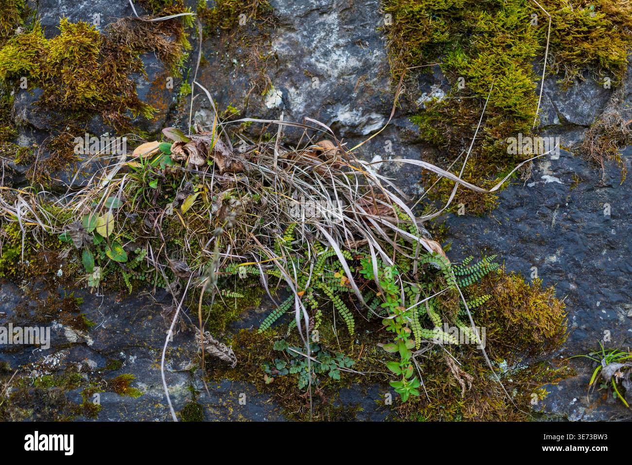 Gros plan de mousse verte sur la surface de pierre. Texture naturelle de la forêt avec des motifs organiques Banque D'Images