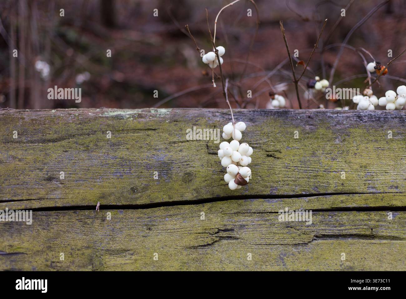 Composition minimale avec des baies blanches sur la surface en bois altérée. Concept naturel d'automne avec espace de copie Banque D'Images