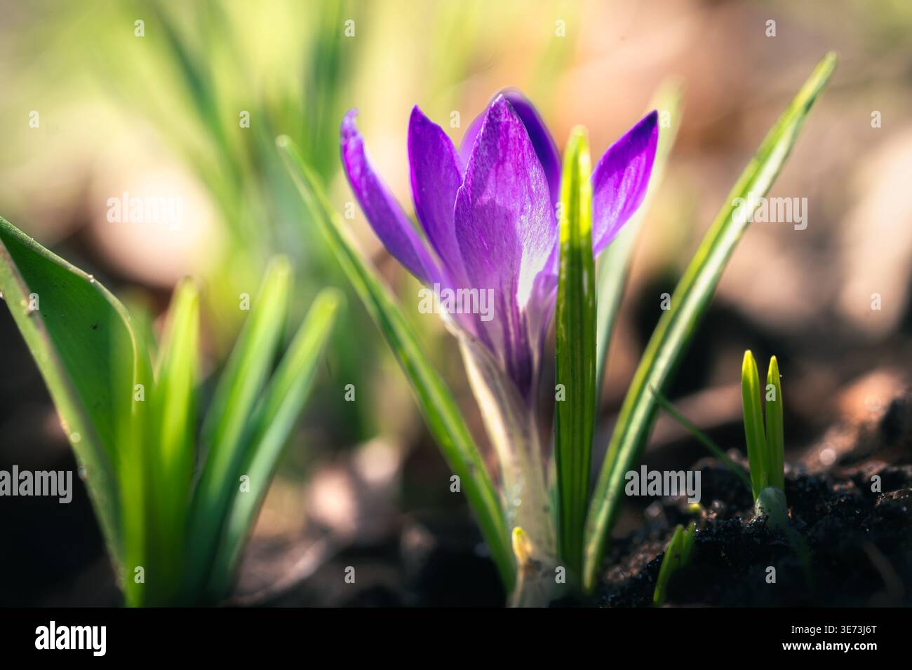 Fleur de crocus qui symbolise l'arrivée du printemps et de nouveaux départs. Le printemps arrive et la nature prend vie Banque D'Images