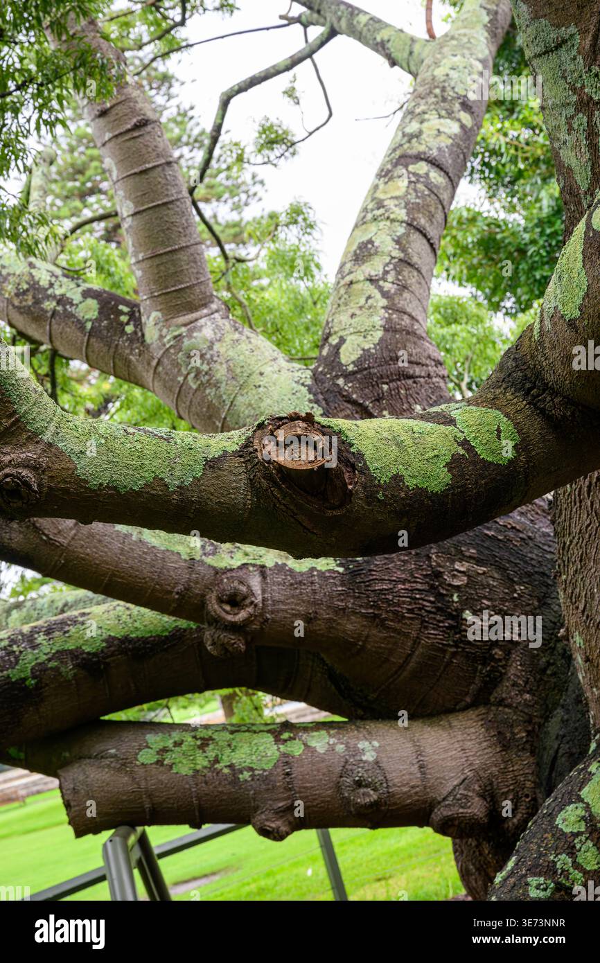 Un arbre à bouteilles du Queensland dans le jardin botanique royal, Sydney, Australie Banque D'Images