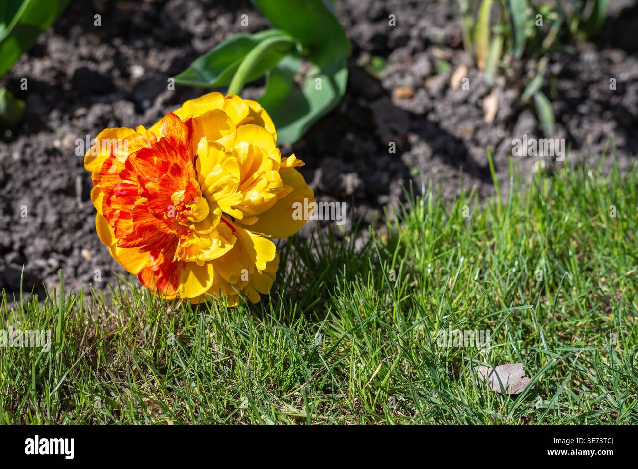 Gros plan d'une tulipe Sunlover orange et jaune Banque D'Images
