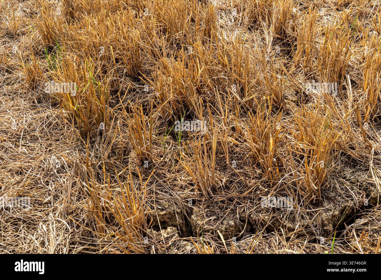 Un champ agricole desséché présentant des chaumes secs et dorés et un sol fissuré et déshydraté. Sécheresse extrême, impact du changement climatique sur l'agriculture Banque D'Images