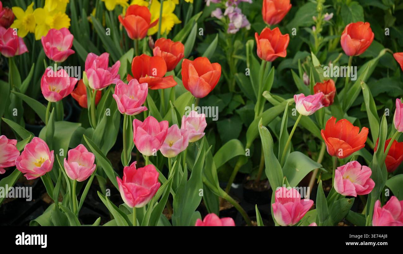 Un champ vibrant de tulipes rouge vif et rose pâle fleurissant dans un jardin verdoyant. Beau paysage floral printanier sous la lumière naturelle du soleil, showcasi Banque D'Images