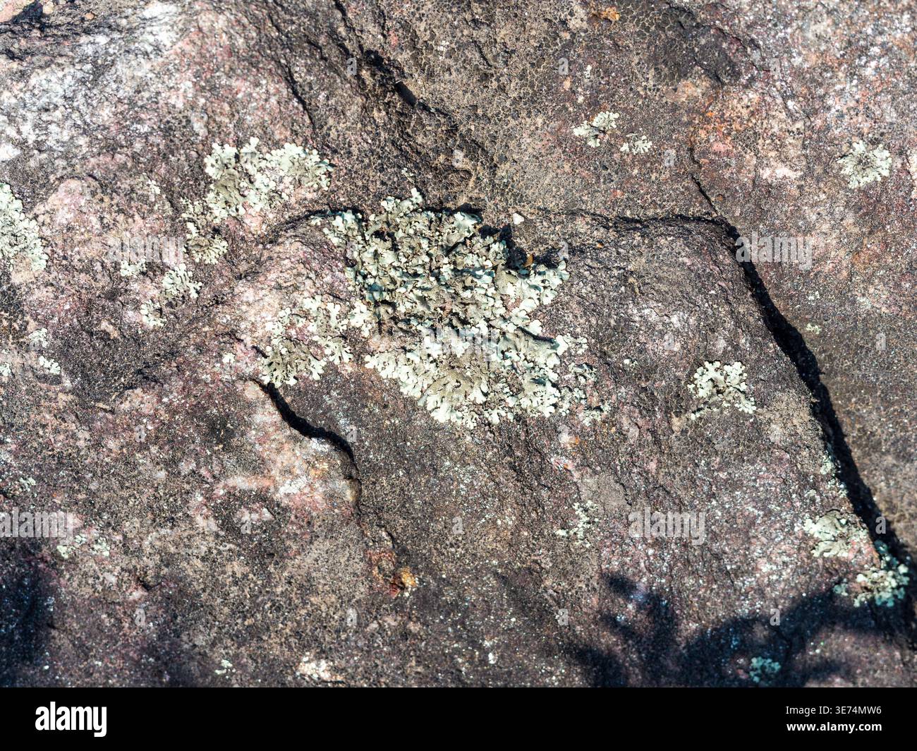Une vue macro d'une surface rocheuse sombre et grossière interrompue par une fissure profonde et décorée de petites taches de lichen vert pâle. La scène transporte Banque D'Images