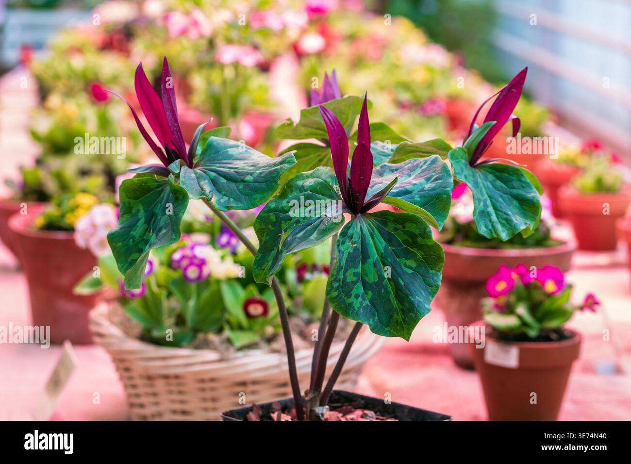 Fleur de trillium rouge floraison. Fleur de Trillium chloropetalum avec fleurs rouges et grandes feuilles vertes Banque D'Images