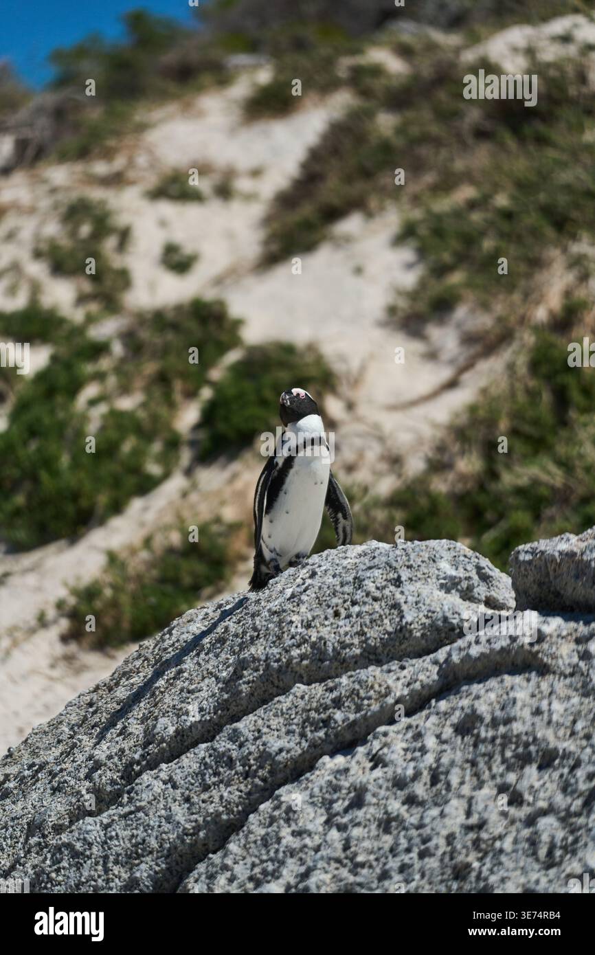 Seaside Bird sur Rocky Outcrop. Le pingouin africain isolé se trouve sur la surface de granit altérée par la mer Banque D'Images