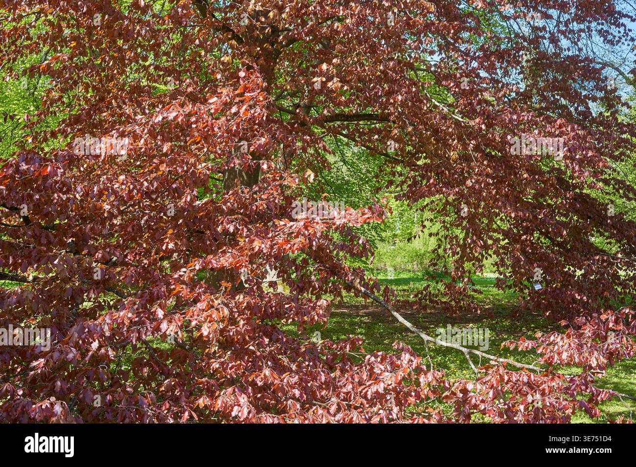 Un grand arbre décidu avec un feuillage dense rougeâtre-violet domine l'avant-plan, ses branches étalées créant une canopée de feuilles couleur cuivre Banque D'Images