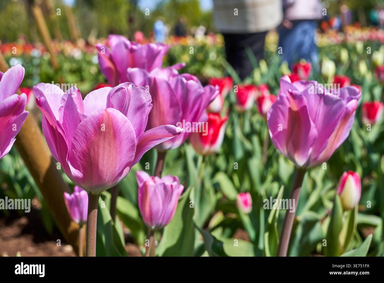 gros plan de tulipes roses éclatantes en pleine floraison au Jardin botanique VDU de Kaunas, avec des variétés de tulipes rouges et blanches visibles en flou doux Banque D'Images