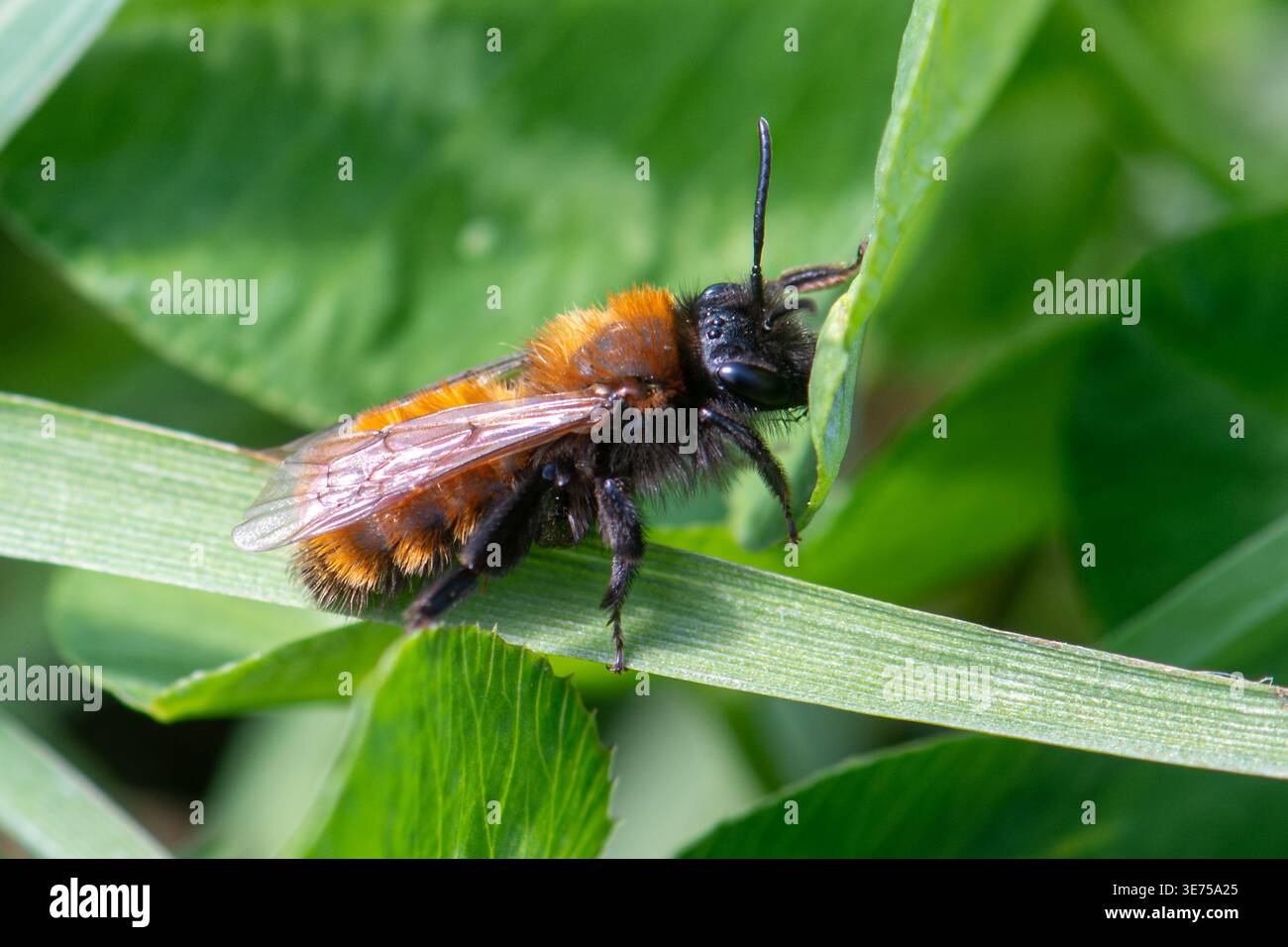 Abeille minière Tawny (Andrena fulva), Angleterre, Royaume-Uni Banque D'Images