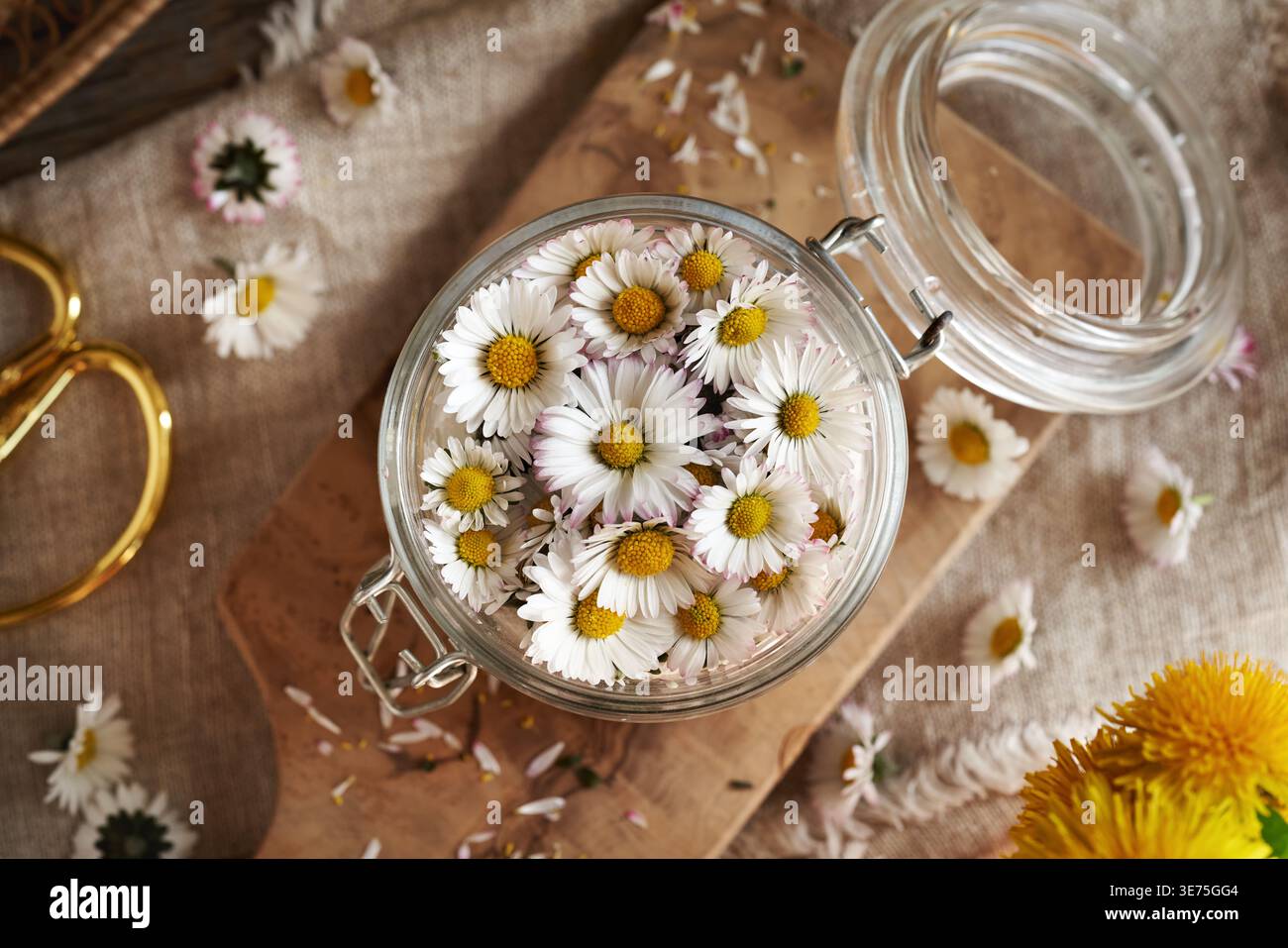 Préparation de sirop à base de plantes à partir de fleurs de marguerites communes dans un bocal en verre Banque D'Images