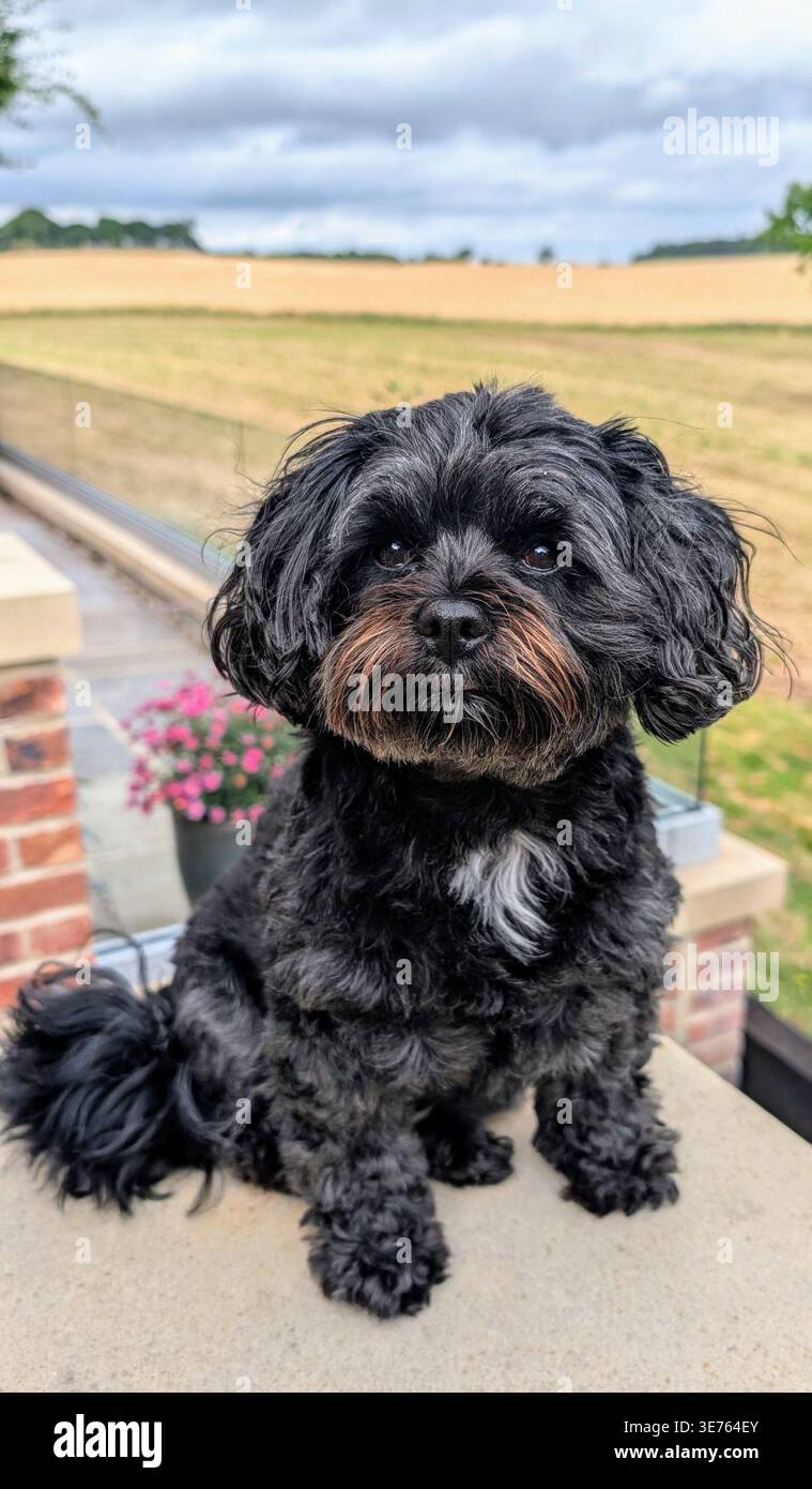 Chien Shihpoo noir assis sur le mur du jardin avec des champs de blé anglais et campagne d'été, Yorkshire du Nord, Angleterre Banque D'Images