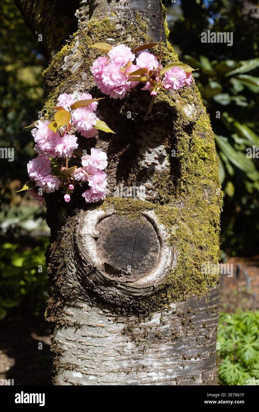 Cerisiers en fleurs poussant à partir du tronc d'un arbre, appelé cauliflory. Banque D'Images