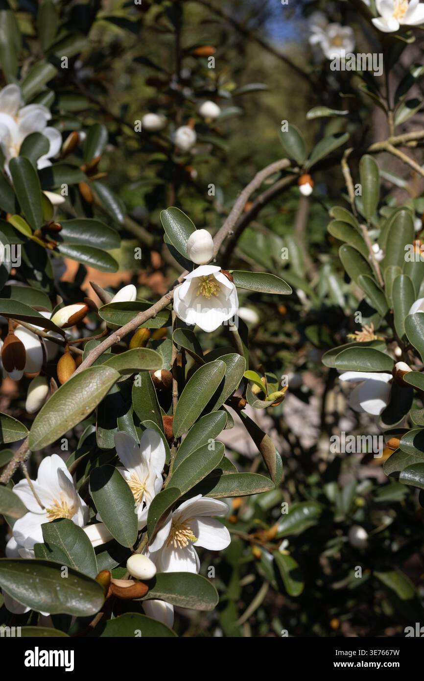 Magnolia laevifolia 'oiseau des neiges'. Banque D'Images