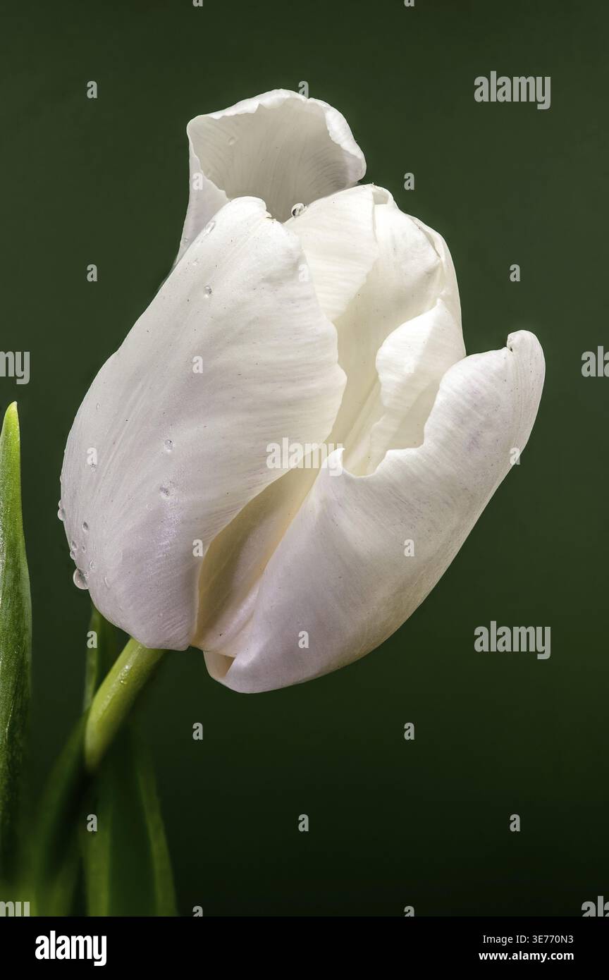 Plan macro d'un beau bourgeon de tulipe blanc avec des gouttes d'eau claires sur des pétales et une feuille verte sur un fond vert foncé solide. Photographie détaillée Banque D'Images