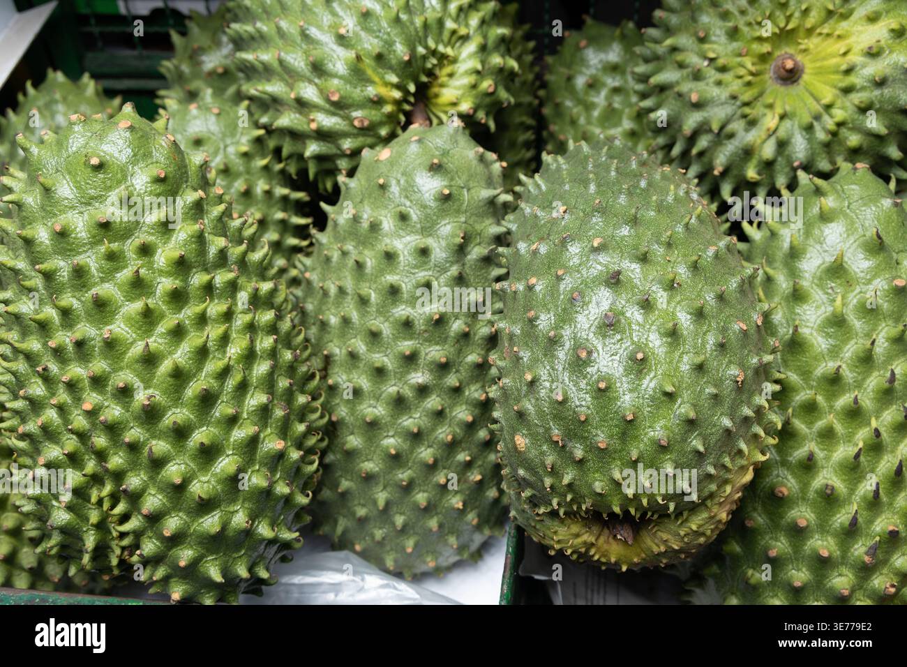Fruit tropical appelé Soursop (Annona muricata) ; sur DisplayIn Un marché traditionnel colombien Banque D'Images