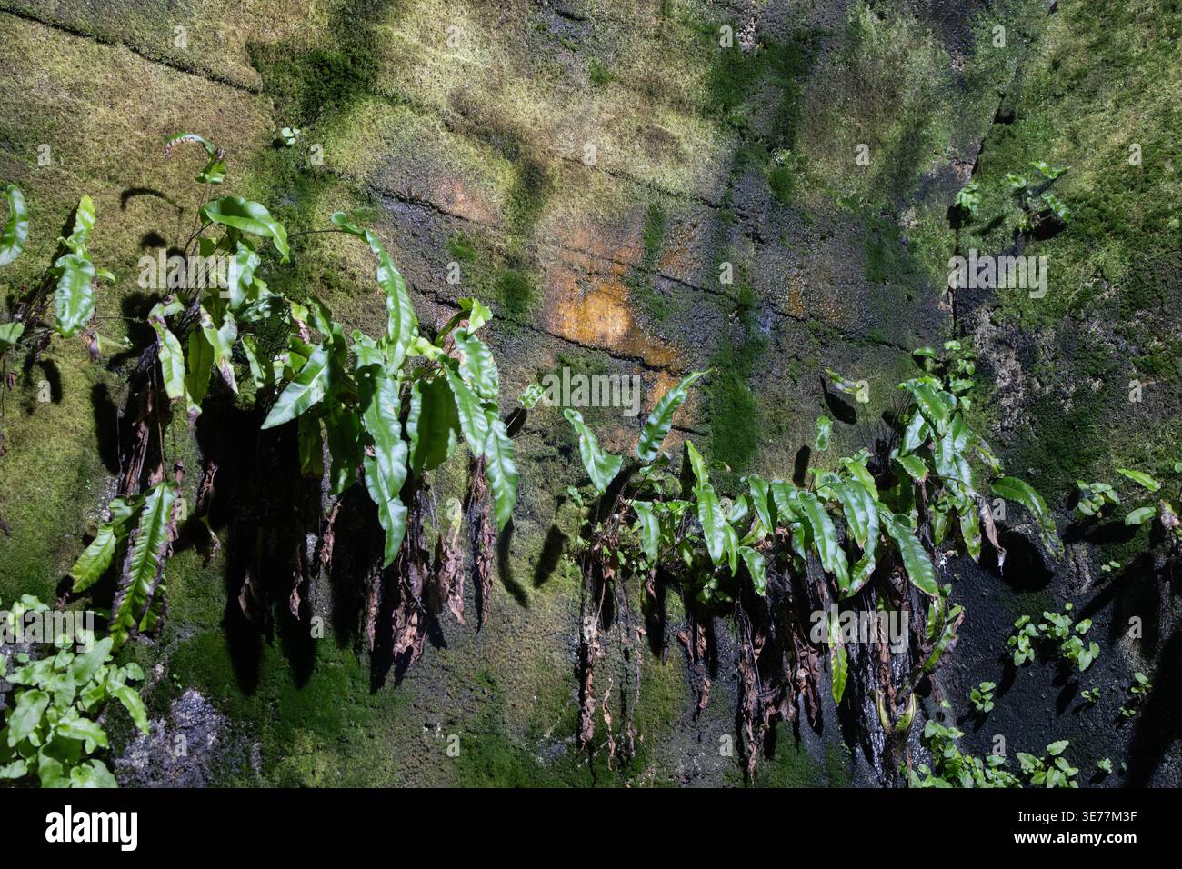 Mur du donjon du château de Pevensey Banque D'Images