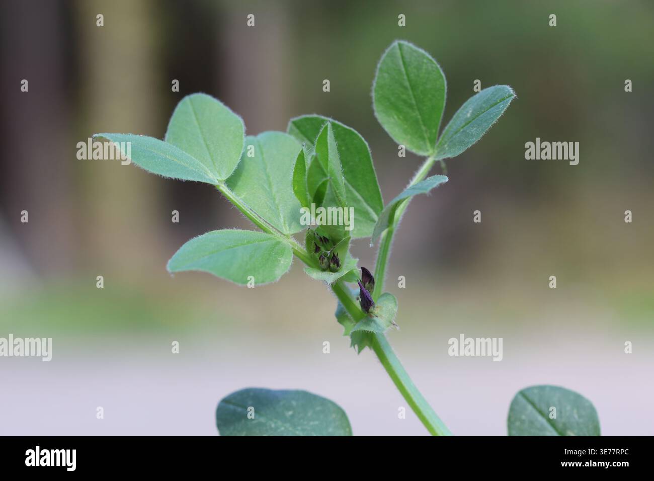Macro gros plan de Vicia Narbonensis ou Narbon Vetch avec des bourgeons violet foncé au printemps Banque D'Images