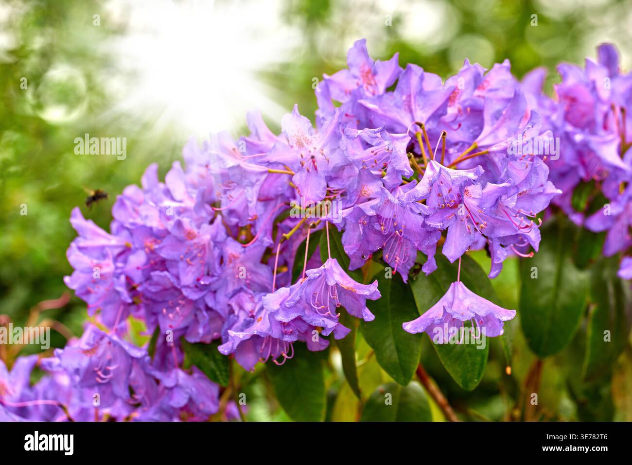 Vert, abeilles et fleurs fleurissent dans la nature pour l'écologie, la saison de floraison et la croissance botanique. Fusée, plantes et pousses de rhododendron pour la botanique Banque D'Images