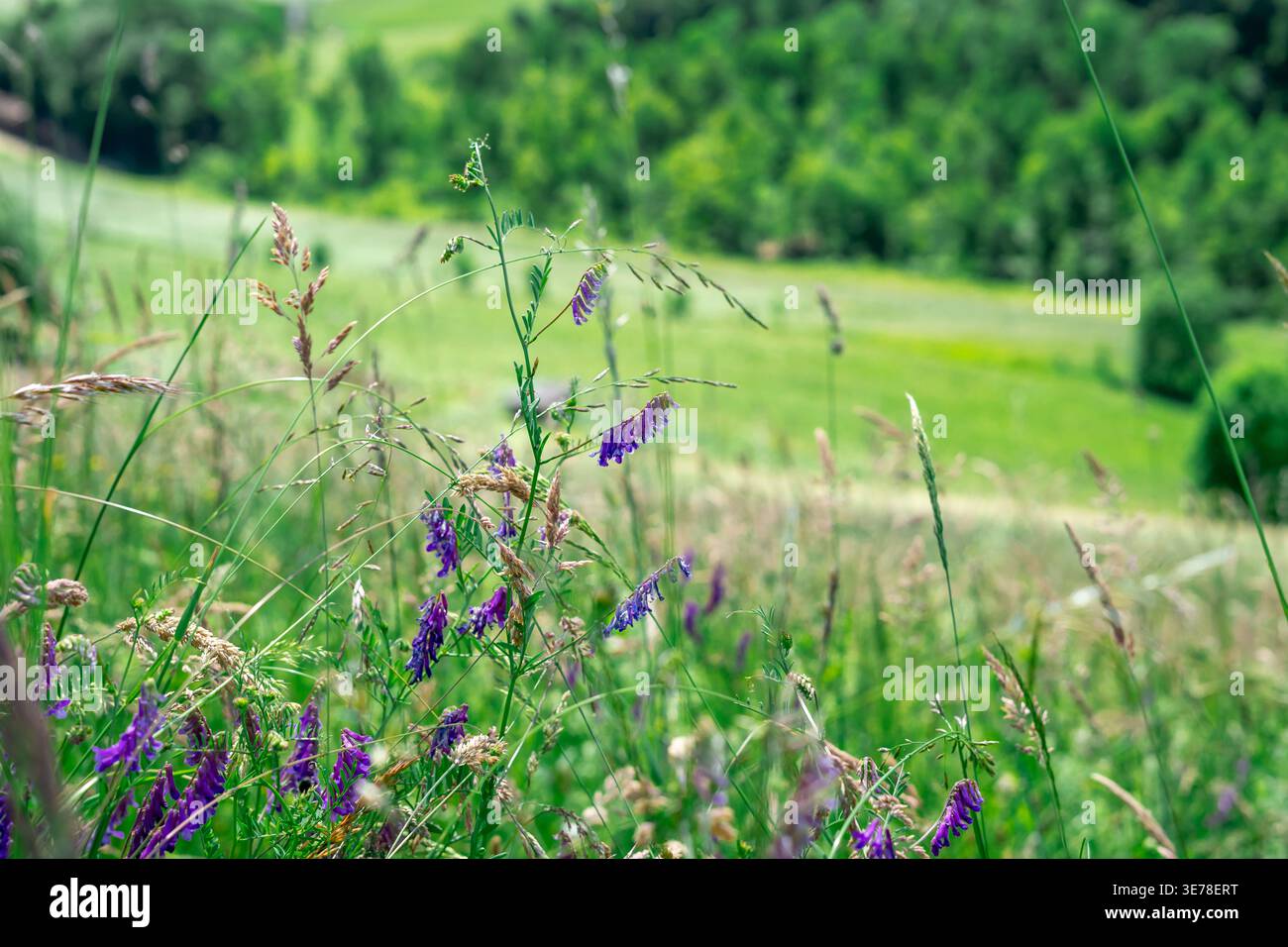 Prairie sauvage avec Vicia cracca et herbes en été, fleurs violettes parmi les champs verts, paysage naturel, biodiversité, paysage de campagne Banque D'Images