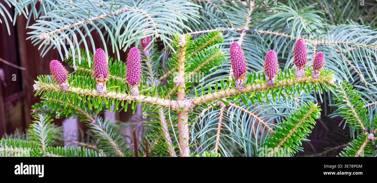 Cônes d'urple sur branche de sapin coréen en gros plan dans le jardin Banque D'Images