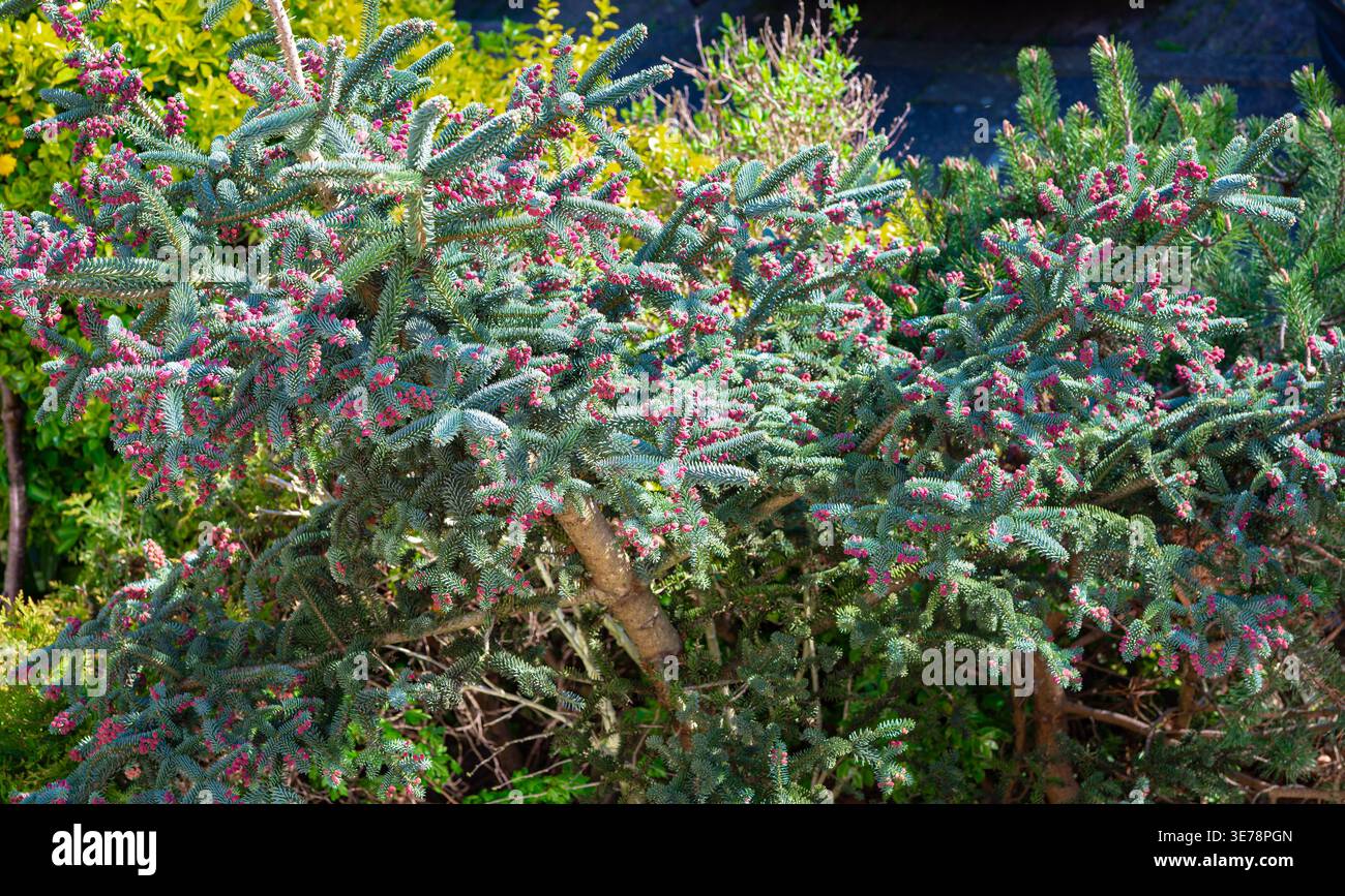 Arbuste ornemental conifère à feuilles persistantes avec des cônes roses dans le paysage de jardin Banque D'Images