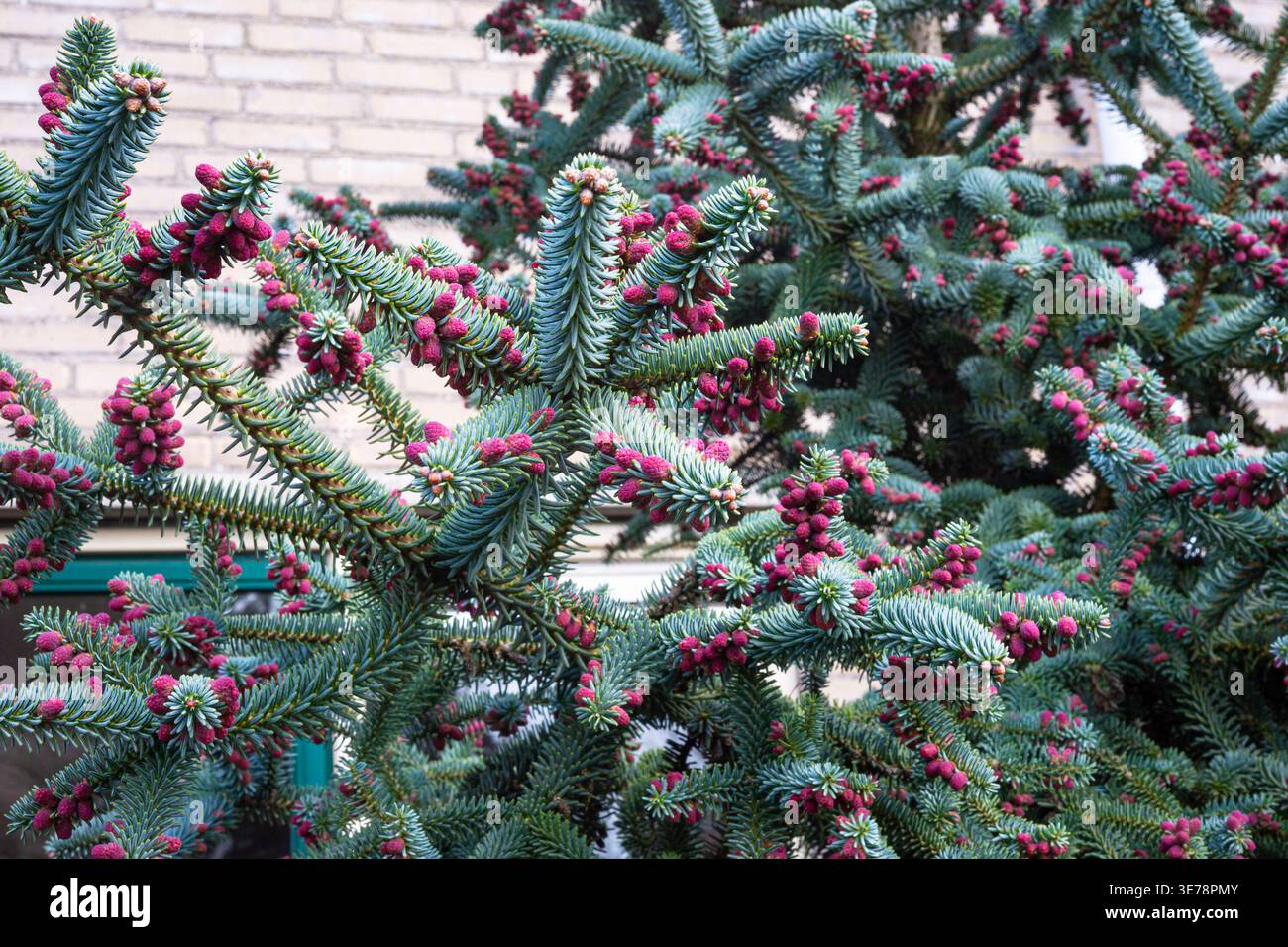 Gros plan de branches de sapin espagnol avec du pollen mâle rose sur fond de brique Banque D'Images