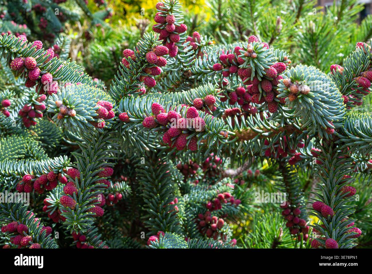 Boutons de cône rouge sur des branches de sapin à feuilles persistantes, Abies pinsapo, en gros plan de jardin Banque D'Images