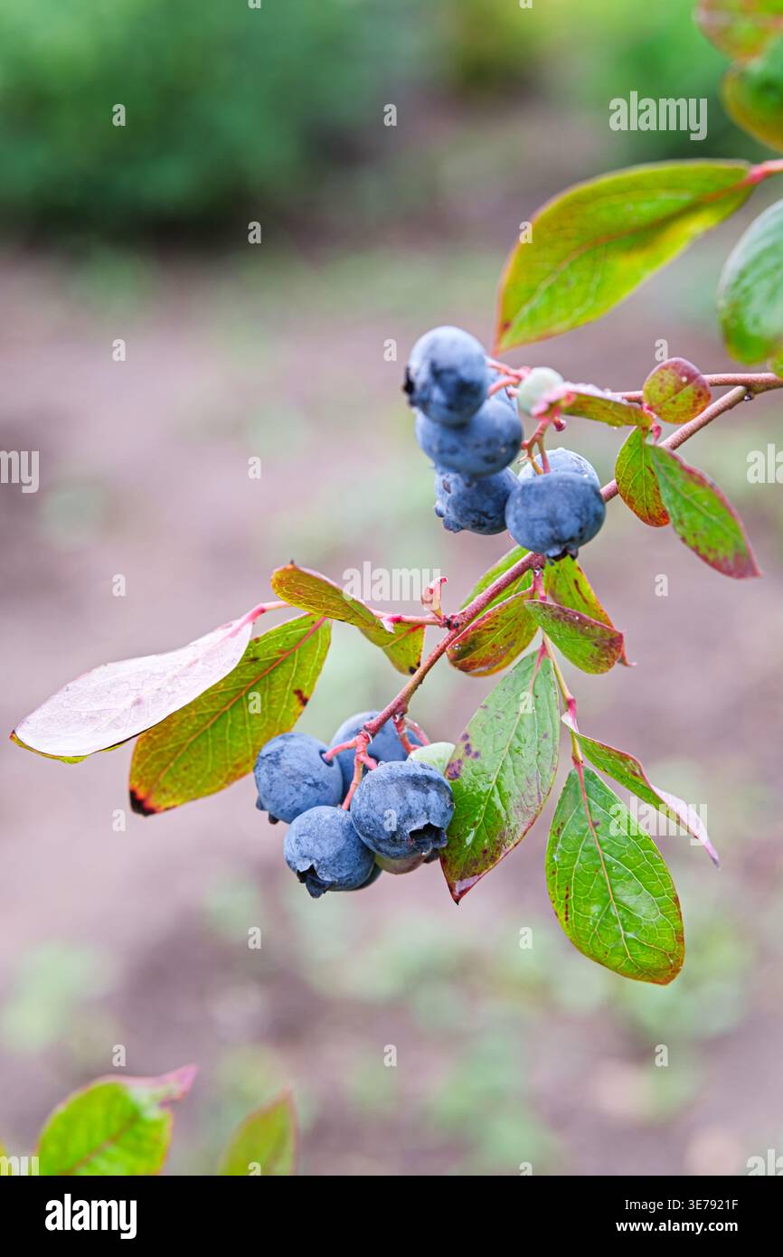Branche de bleuet de jardin mûr (Vaccinium corymbosum) avec des feuilles vertes. Symbole de récolte saisonnière saine, nourriture biologique, antioxydants et naturel v Banque D'Images