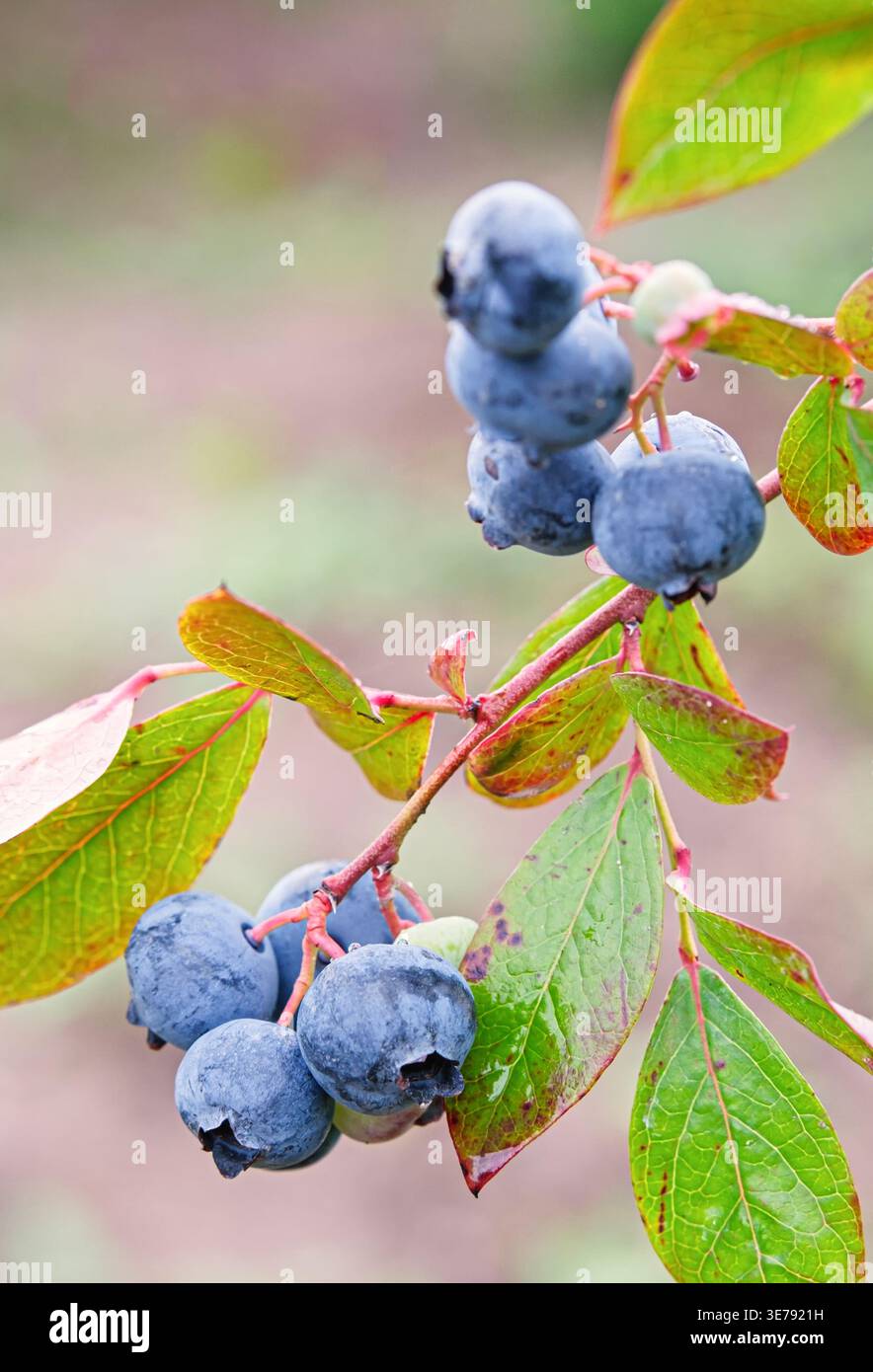 Baies de bleuet de jardin mûr (Vaccinium corymbosum) sur le buisson avec des feuilles vertes. Superaliment bio frais, riche en antioxydants et vitamines. Sain EA Banque D'Images
