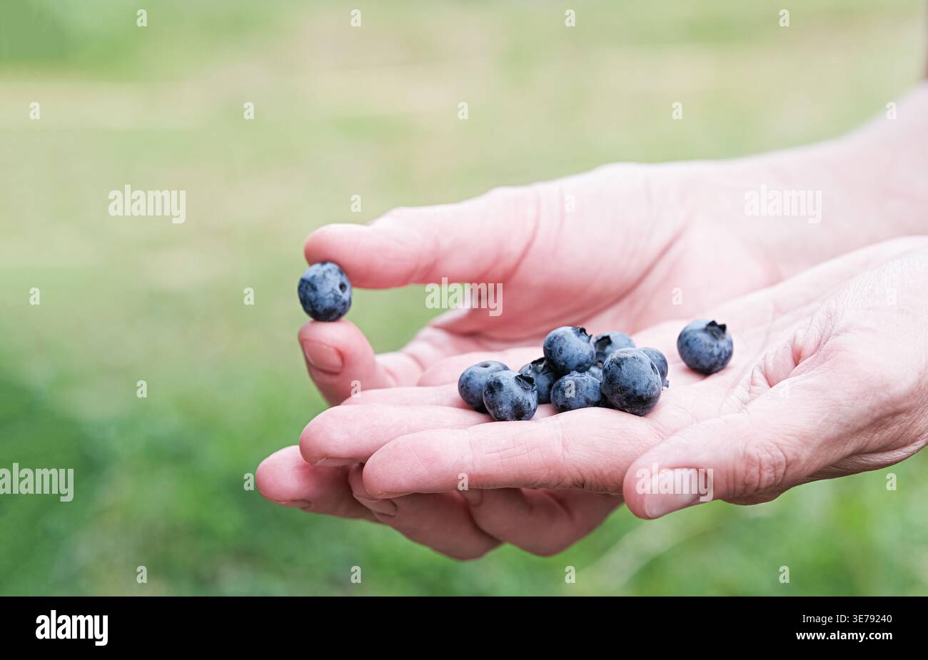 Une poignée de bleuets frais (Vaccinium corymbosum) vient d'être cueillis dans le jardin. Collation saine, réunion de famille, vitamines naturelles et fraîches saisonnières Banque D'Images