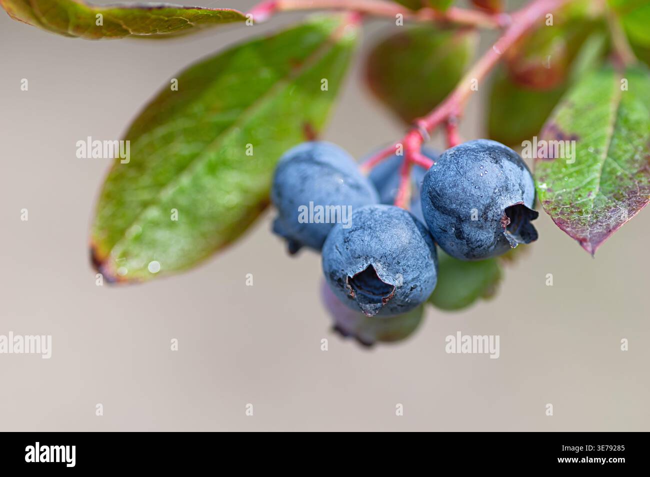 Bleuets mûrs (Vaccinium corymbosum) sur branche dans le jardin, parfait pour la cuisson, les smoothies et les idées de petit déjeuner sain. Fruits bio avec juteux Banque D'Images