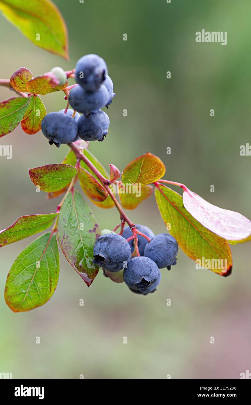 Branche de bleuet de jardin (Vaccinium corymbosum) avec des baies mûres et des feuilles fraîches. Récolte écologique, agriculture biologique, vitamines naturelles et fourmis Banque D'Images