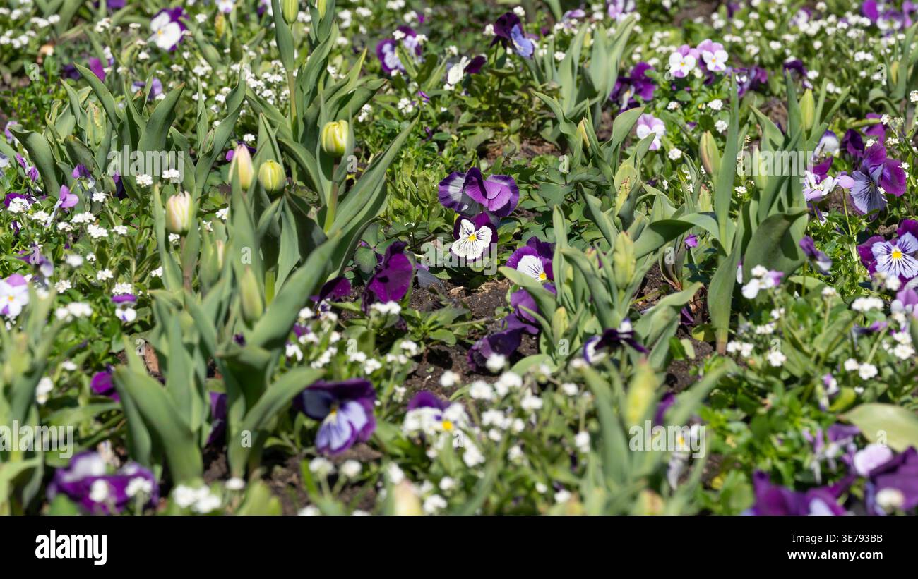 Champs de printemps - fleurs colorées dans une mer de vert photo de haute qualité Banque D'Images