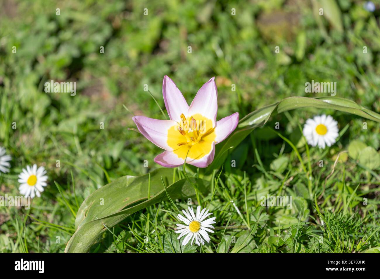Superbe photo d'une Tulipa Saxatillis au début du printemps, debout entre trois petites fleurs. Photo de haute qualité Banque D'Images