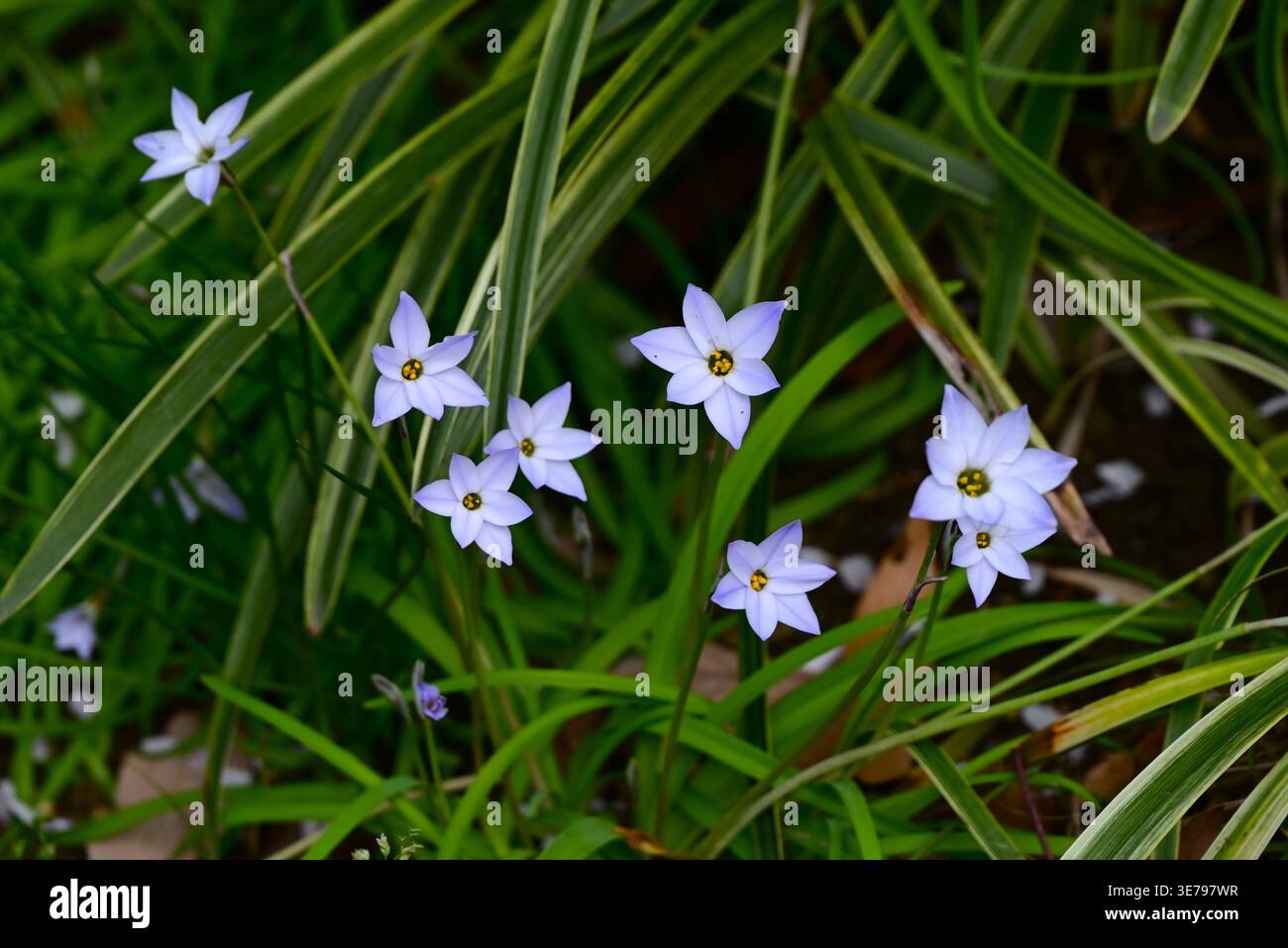 Fleurs d'étoile printanière (Ipheion uniflorum). Amaryllidaceae bulbeuse pérenne toxique. Il fleurit au printemps avec des fleurs en forme d'étoile blanches ou bleu pâle. Banque D'Images