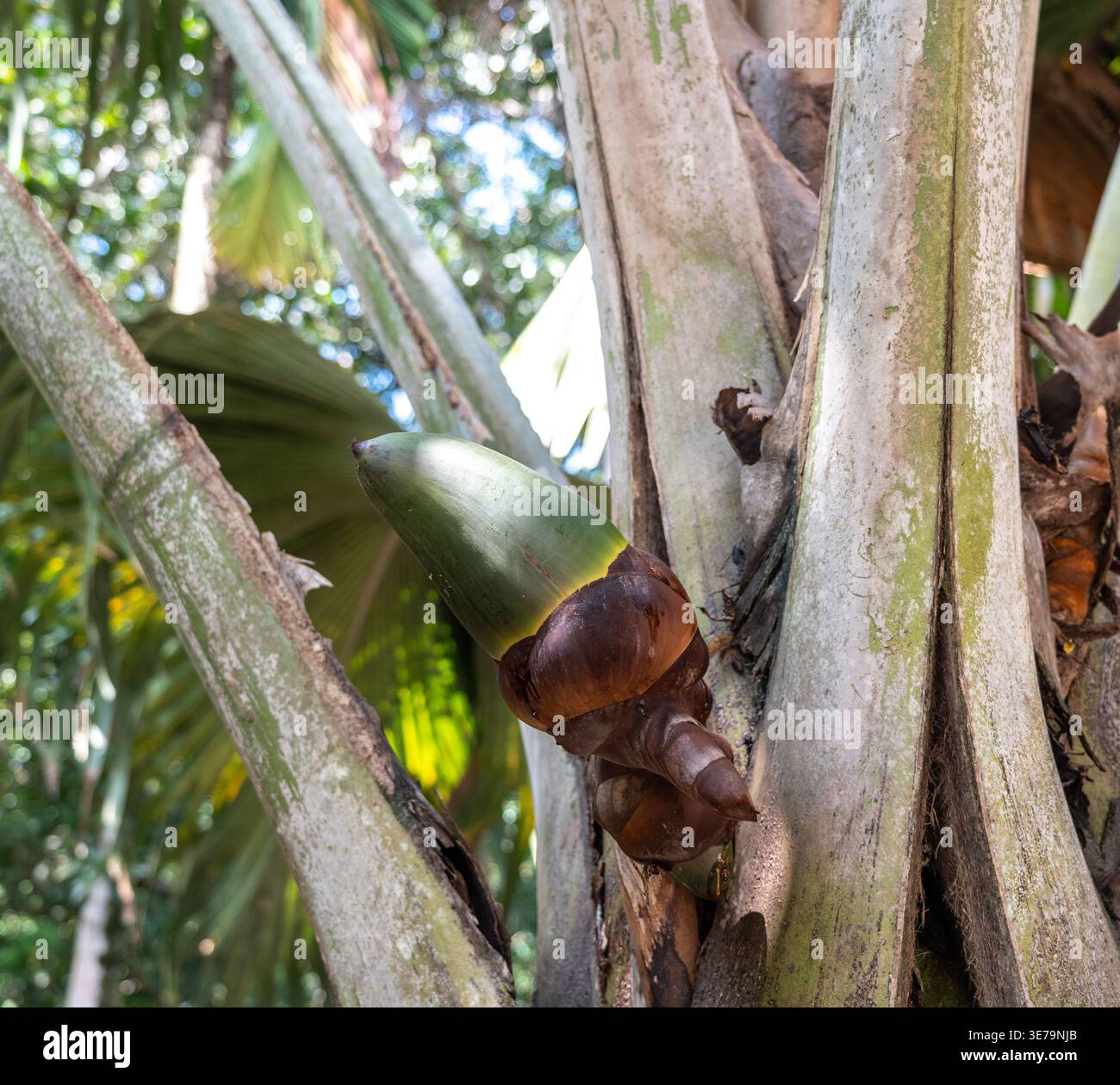 Fleur mâle de palmier Coco de mer (Lodoicea maldivica) poussant à partir du tronc dans la forêt tropicale des Seychelles. Forme exotique en gros plan et botan rare Banque D'Images