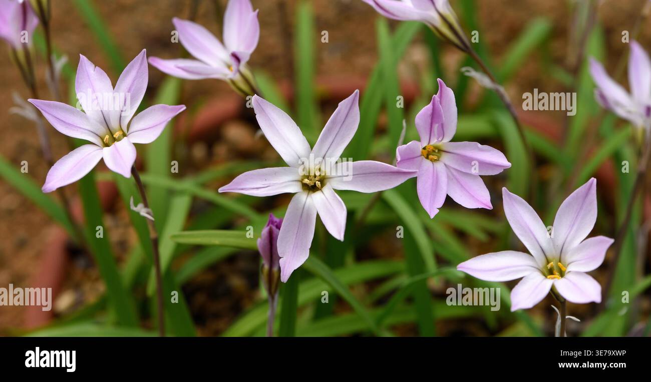 Les délicates fleurs en forme d'étoile de Ipheion uniflorum Tessa en gros plan. Banque D'Images