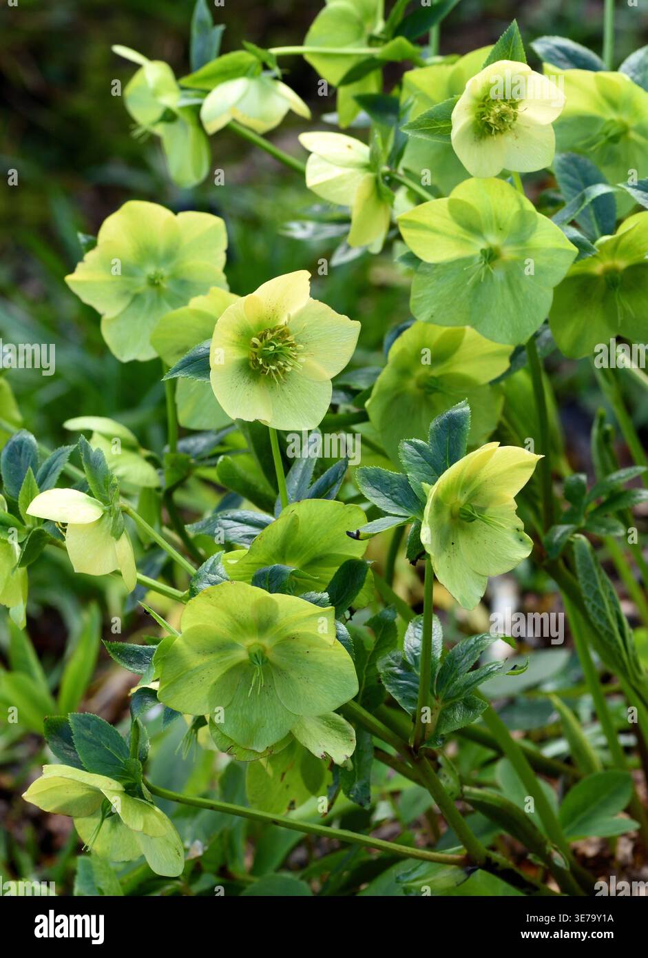 Les fleurs vert citron d'un hellebore. Banque D'Images