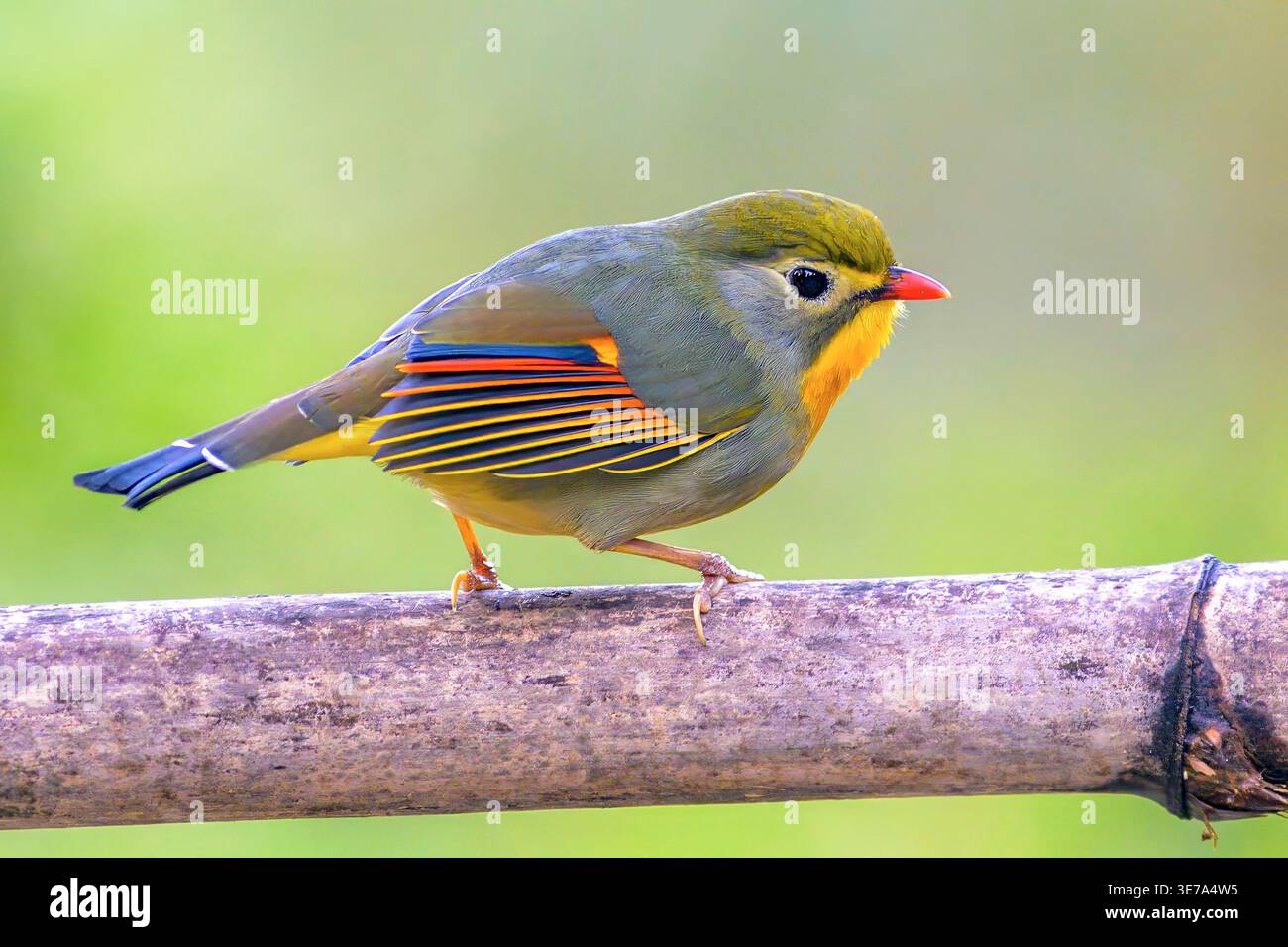 Leiothrix à bec rouge (Leiothrix lutea) de Sattal, Uttarakhand, dans le nord de l'Inde. Banque D'Images