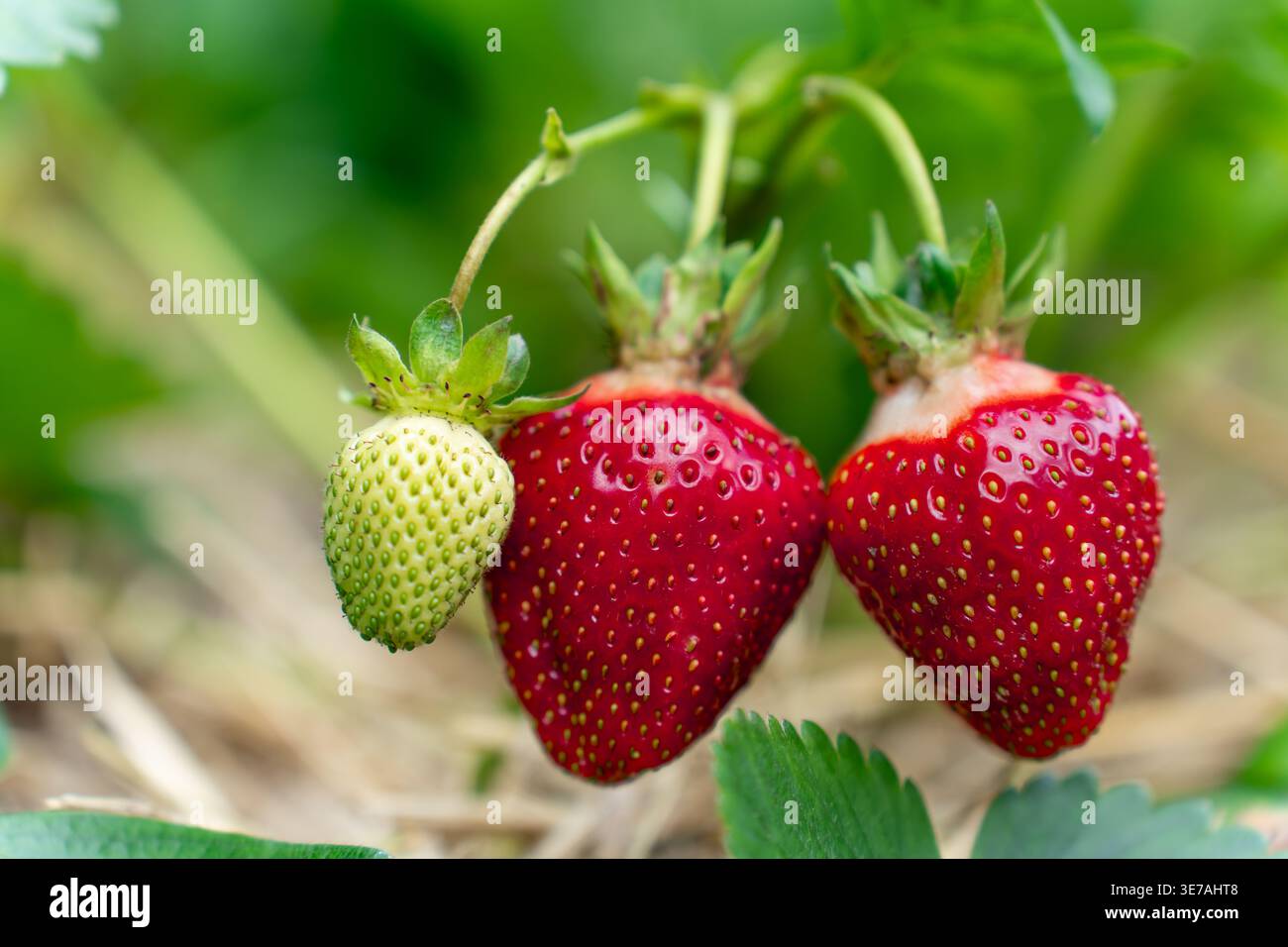 Scène extérieure avec des fraises mûrissant sur la plante, représentant une alimentation saine, un mode de vie rural et l'harmonie de la nature et de l'agriculture. Strawber Banque D'Images