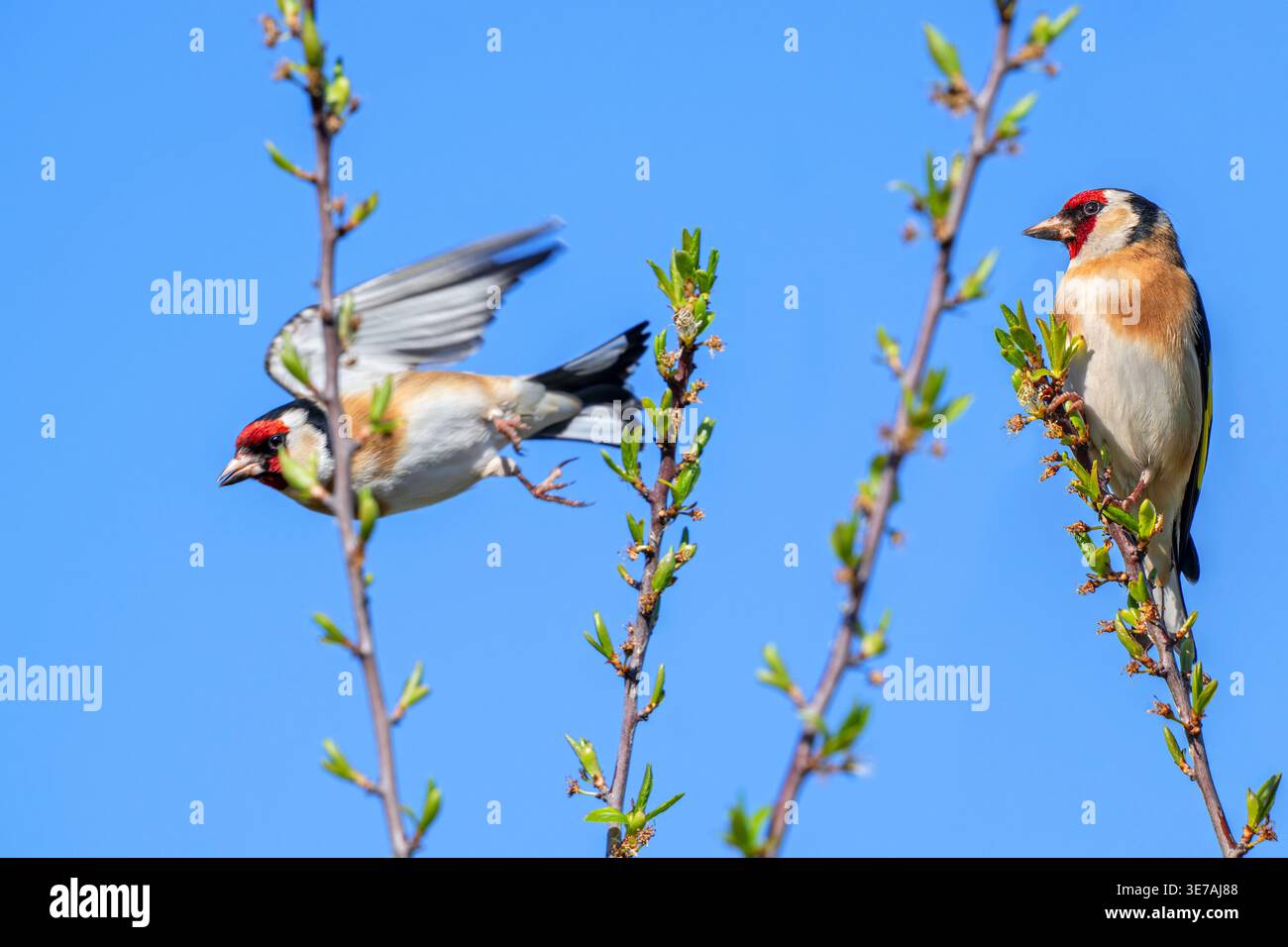 Deux mâles adultes européens (Carduelis carduelis carduelis) perchés dans un arbuste et un mâle décollant au printemps Banque D'Images