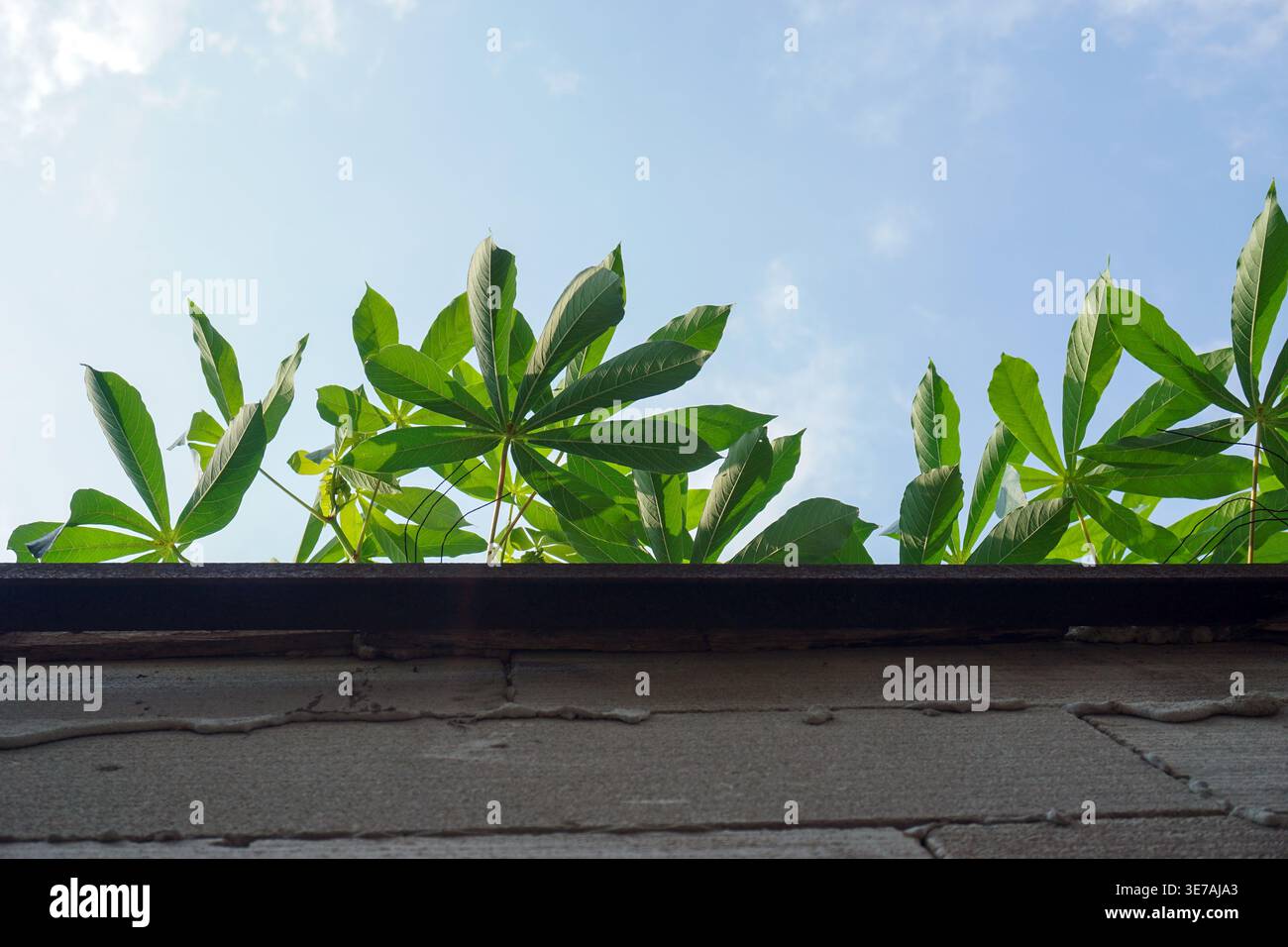 Feuilles luxuriantes de manioc sur fond de ciel bleu vif, semblant émerger de derrière une structure murale en béton Banque D'Images