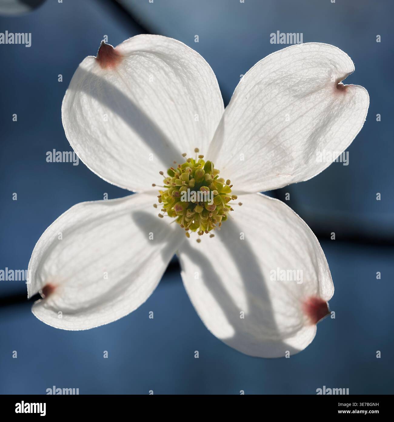 Une étude sereine et rétroéclairée d'un Dogwood du Missouri. La lumière du matin transmise illumine les délicates bractées, créant une étude botanique chaleureuse et radieuse. Banque D'Images