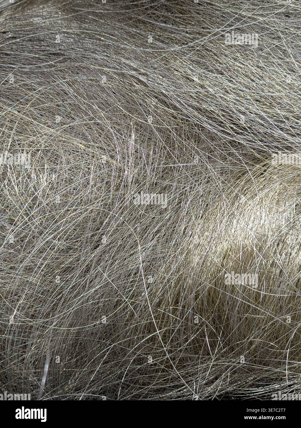 Une macro photographie détaillée montrant la texture complexe de fourrure animale grise et argentée ou de fibres de cheveux synthétiques, créant un motif abstrait Banque D'Images