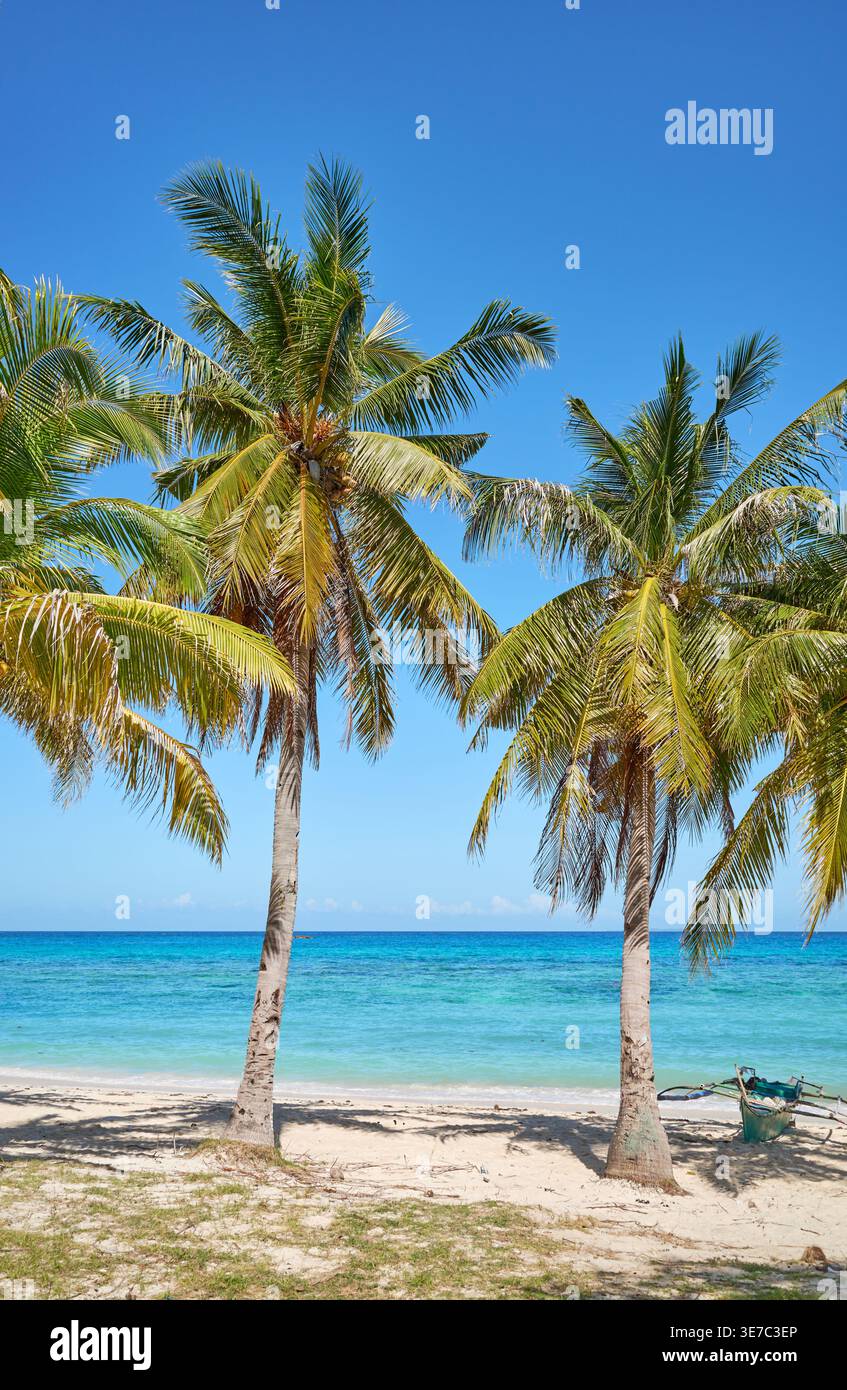 Cocotiers sur une belle plage sur l'île de Malapascua, Philippines. Banque D'Images