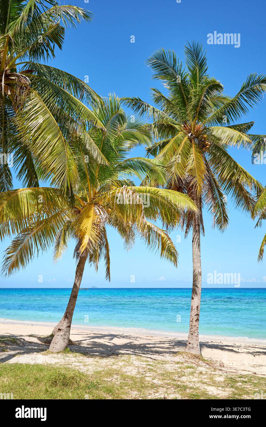 Cocotiers sur une belle plage sur l'île de Malapascua, Philippines. Banque D'Images