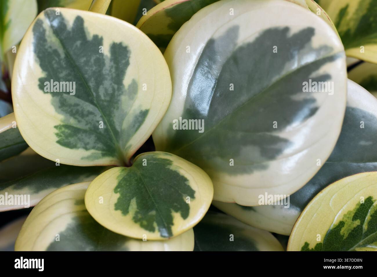Macro en gros plan de feuilles de plantes de peperomia panégées formant un fond naturel. Feuillage détaillé de peperomia obtusifolia variegata avec vert et créa Banque D'Images