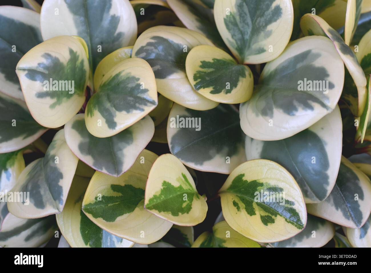 Gros plan feuilles de plante peperomia panégée formant un fond naturel. Feuillage de peperomia obtusifolia variegata aux tons vert et crème Banque D'Images