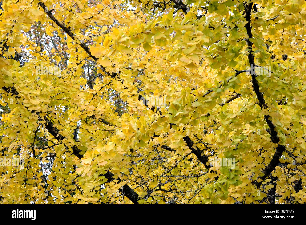 Une vue dense de feuilles de ginkgo biloba jaune doré remplissant le cadre, capturant le pic de couleur automnale et de texture naturelle Banque D'Images